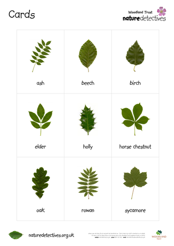 Leaves - Leaf Cards | Teaching Resources