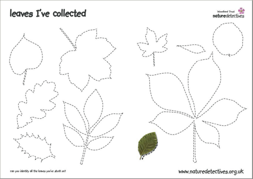 Leaves - Leaf Collecting Poster