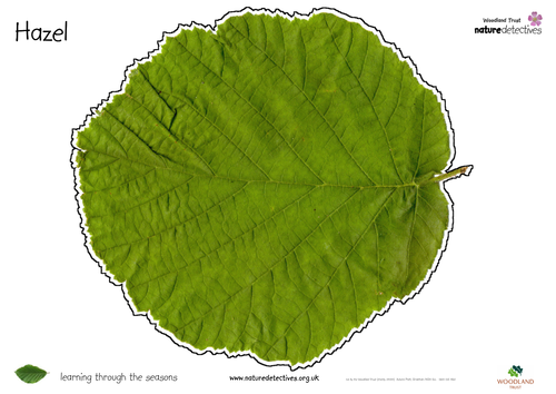 Leaves - Leaf Doilies