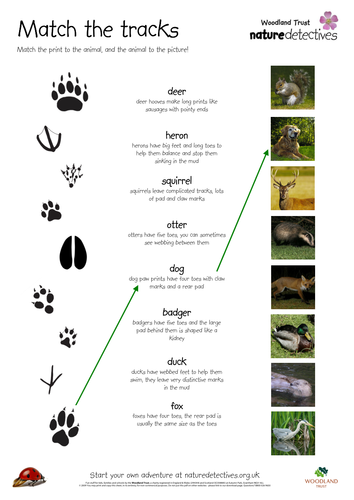 Badger - Animal Tracks Match Up