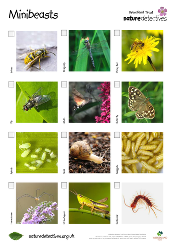 Grasshopper - Minibeast Hunt