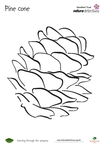Pine Cone - Colouring Sheets