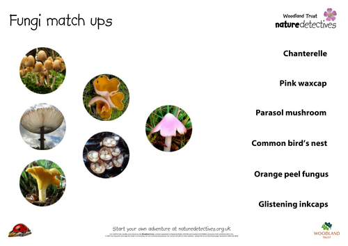 Pink Waxcap - Fungi Match-Up Puzzle
