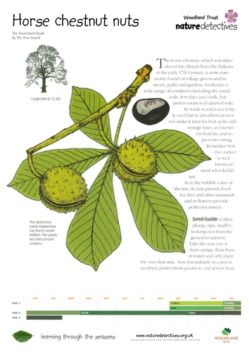 Beech - Collecting and Planting Seeds