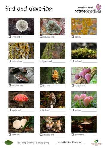 Lichen - Fungi, Moss and Lichen Hunt Sheet