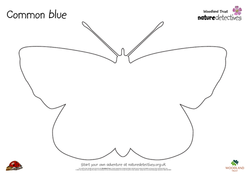 Butterflies - Colouring Common Blue