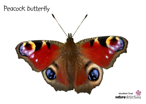 Butterflies - Colouring Peacock