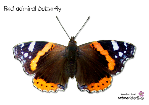 Butterflies - Colouring Red Admiral Butterfly