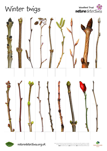 Elder - Twig ID Quiz