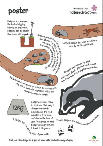 Badger Facts - Posters