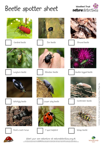 Minibeasts - Beetle Hunt Sheet, Brand New!