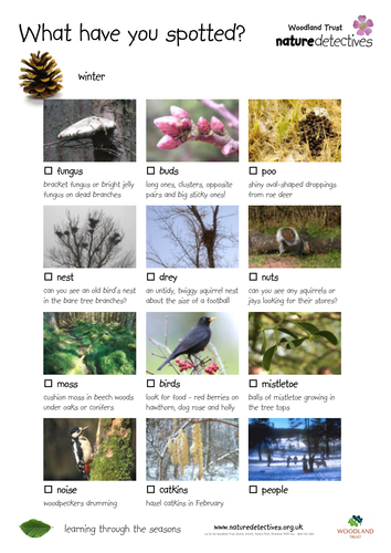 Catkins - Winter Hunt, What Have You Spotted?