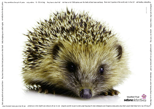 Posters - Hedgehog Poster