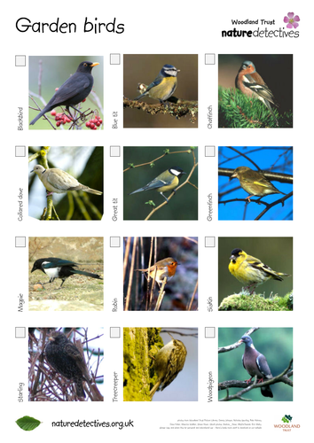 Chaffinch - Bird Hunt