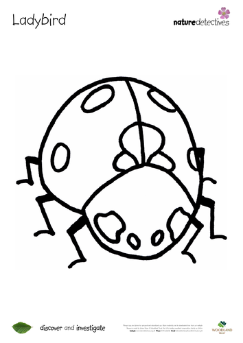 Ladybird - Colouring