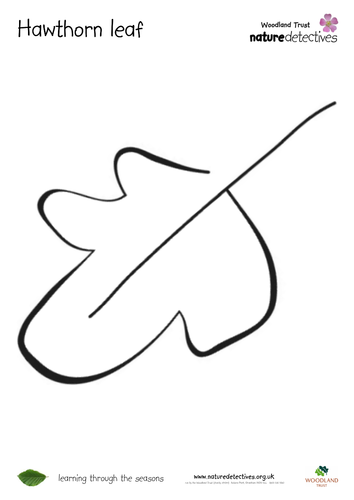 Hawthorn Leaf - Colouring