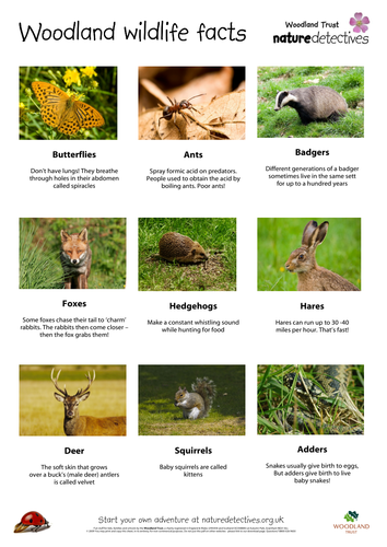 Woodland wildlife factsheet