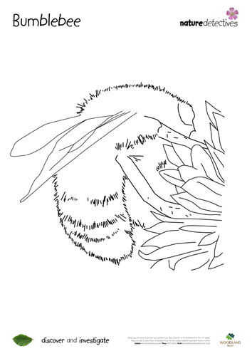 Bumblebee - Outline