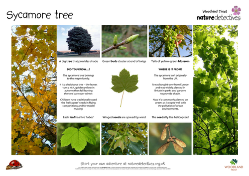 Sycamore Factsheet