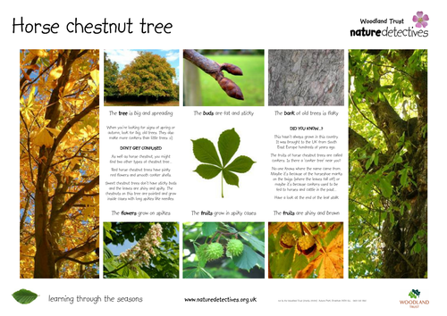 Horse Chestnut Factsheet
