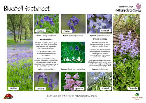 Bluebell Fact Sheet
