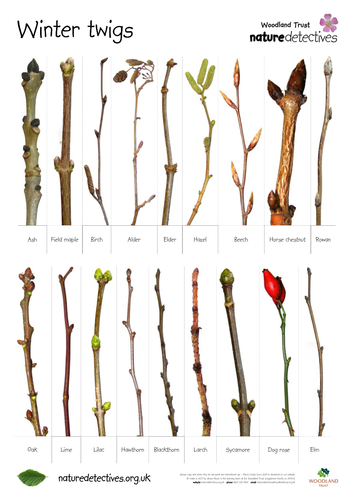 Field Maple - Twig Hunt Sheet