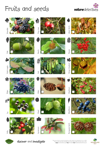 Fruit and Seeds Hunt