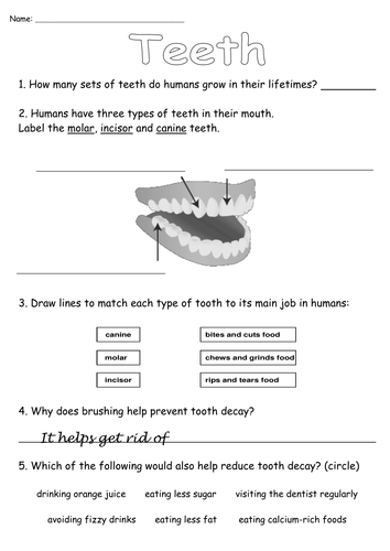 teeth worksheet teaching resources