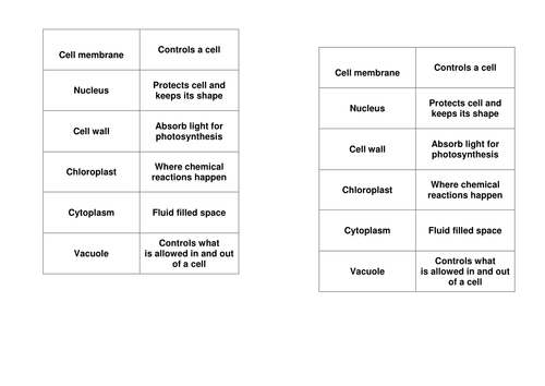 Cell structure dominoes