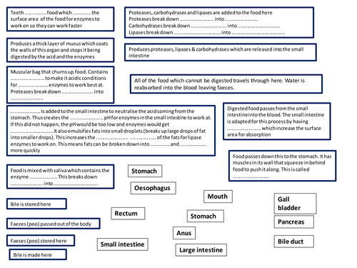 Digestion Poster