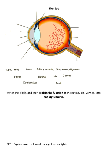 The Eye, Nervous system, Neurones revision
