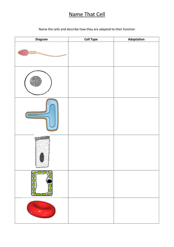 Specialised Cells Worksheets Ks3 - Free Plus