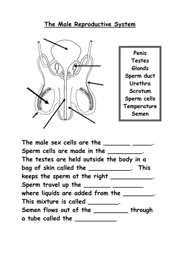 Reproductive Organs Teaching Resources 
