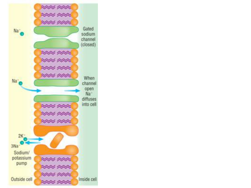 Sensory receptors