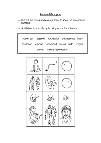 Human life cycle by sadscientist - Teaching Resources - Tes