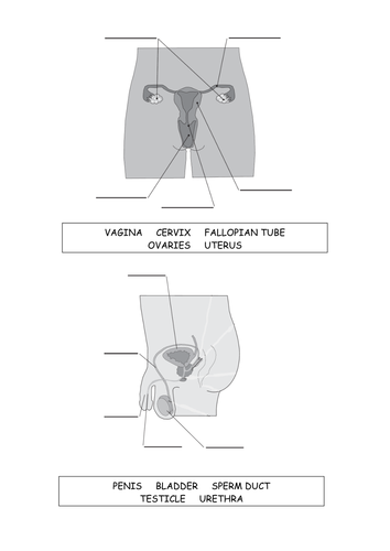 Male and Female Diagrams | Teaching Resources