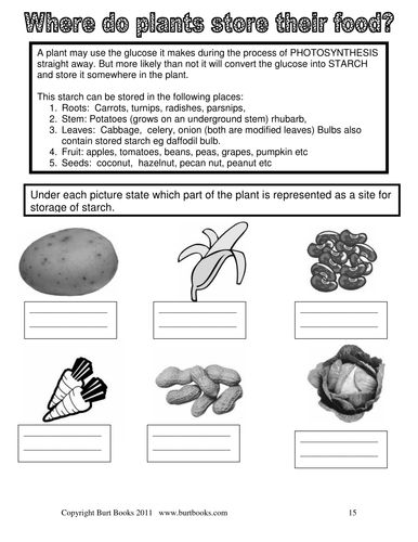 (6) Where do plants store their food