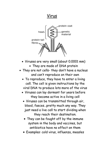 Printables Bacteria And Viruses Worksheet microbe marketplace by grace peden teaching resources tes