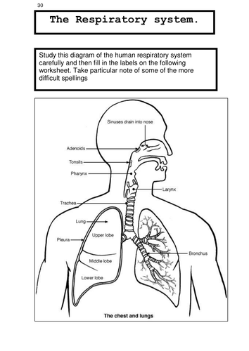 Unit 9b RESPIRATION TOPIC 4.