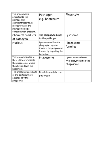 Phagocytosis cut and stick