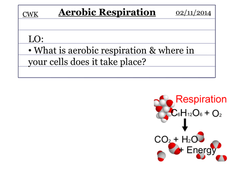 Enzymes in respiration