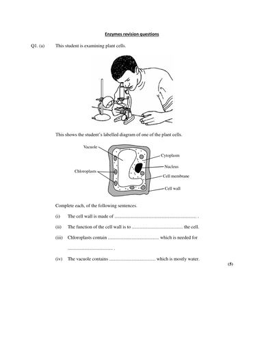 Enzymes revision questions