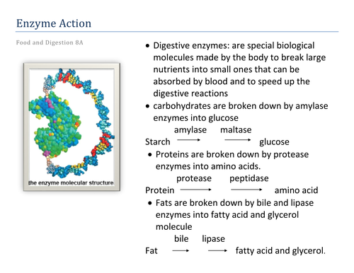 Enzyme Action
