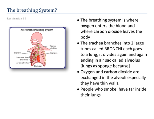 The breathing System | Teaching Resources