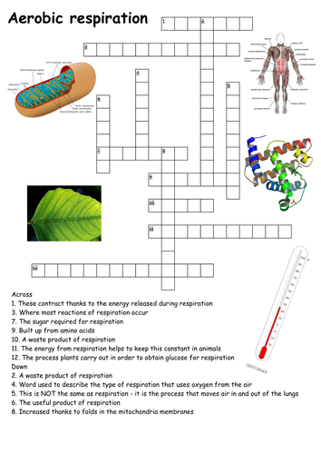 Aerobic respiration