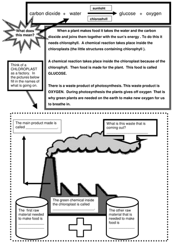 Photosynthesis HOW DO PLANTS MAKE FOOD 2.