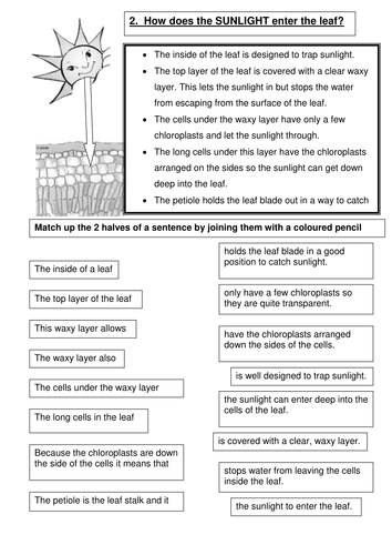 PHOTOSYNTHESIS How does light enter the leaf.