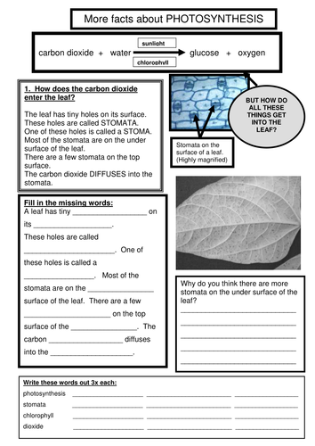 PHOTOSYNTHESIS More facts