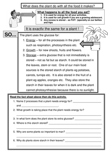 PHOTOSYNTHESIS What does the plant do with the foo