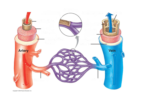 Cardiovascular system function | Teaching Resources